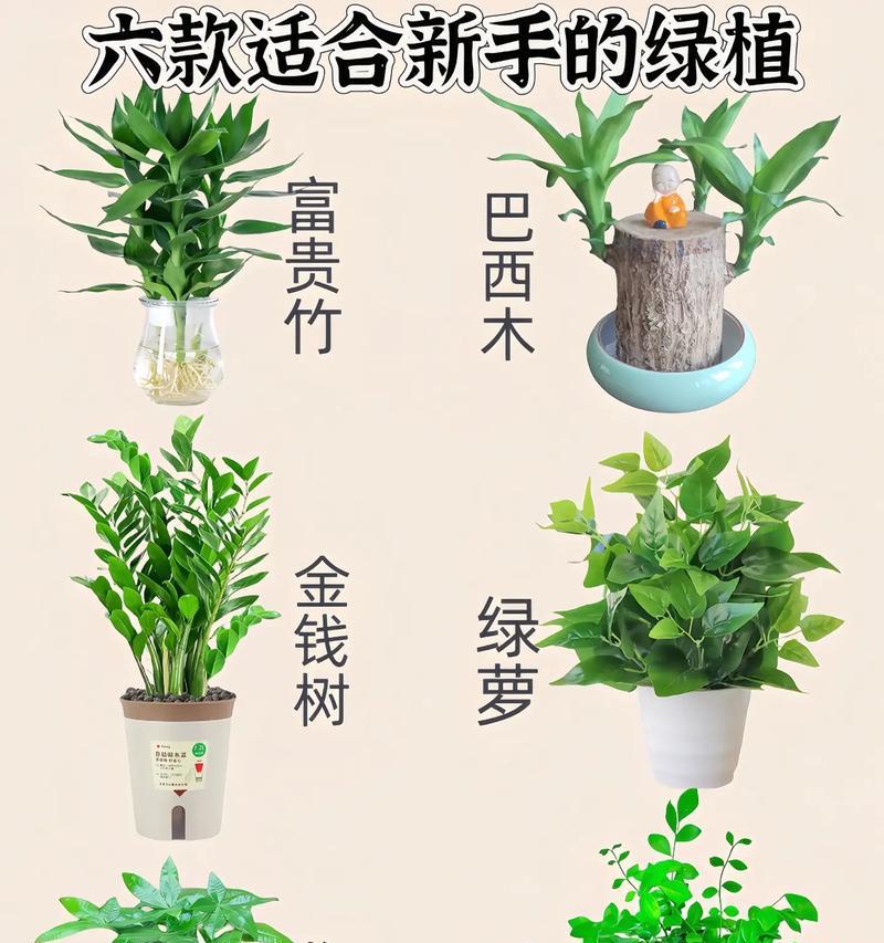 办公桌上适合摆放哪些盆栽？如何选择既美观又实用的盆栽？