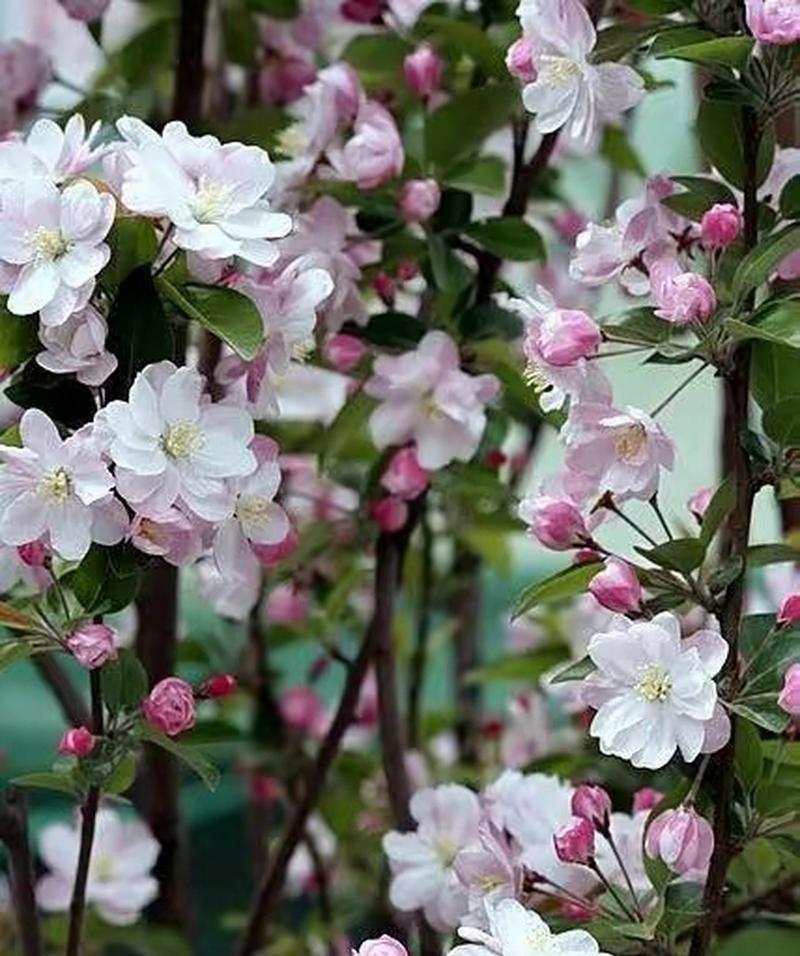海堂花的养殖方法是什么？如何保持海堂花的健康生长？