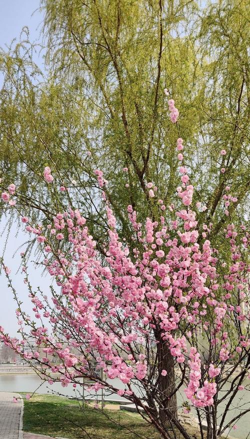 海堂花的养殖方法是什么？如何保持海堂花的健康生长？