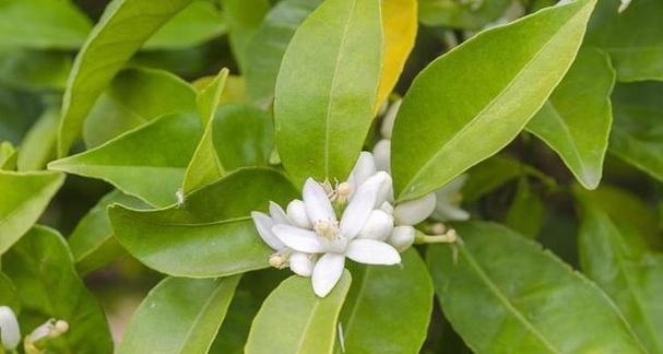 非洲茉莉夏季浇水的正确方法是什么？