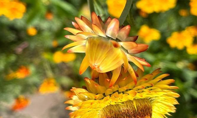 蜡菊的养护技巧是什么？如何保持蜡菊的花期更长？