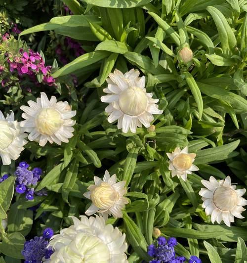 蜡菊的养护技巧是什么？如何保持蜡菊的花期更长？
