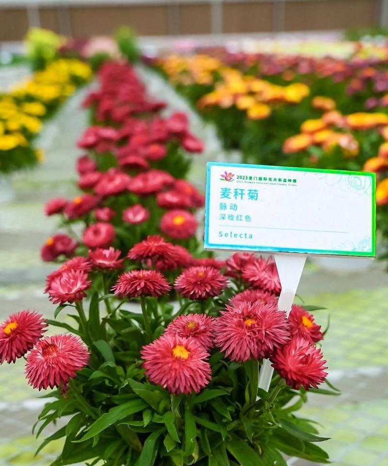 蜡菊的养护技巧是什么？如何保持蜡菊的花期更长？