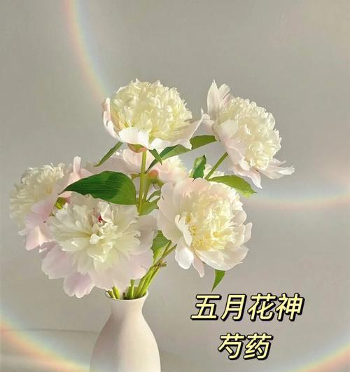 芍药是什么花？如何区分不同品种的芍药？