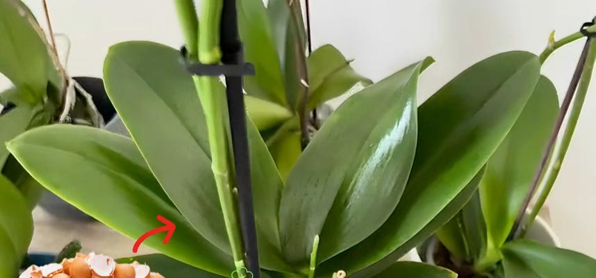 鸡蛋壳作为肥料适合哪些花卉？如何正确使用？