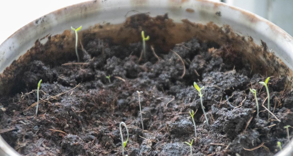 满天星种植技巧？怎样种植满天星花？