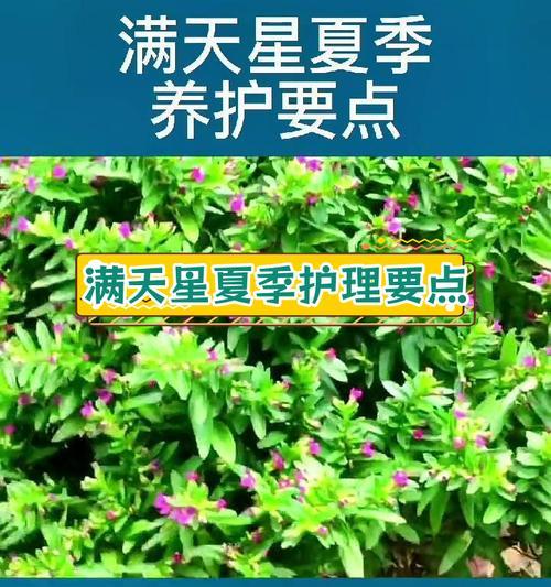 满天星种植技巧？怎样种植满天星花？