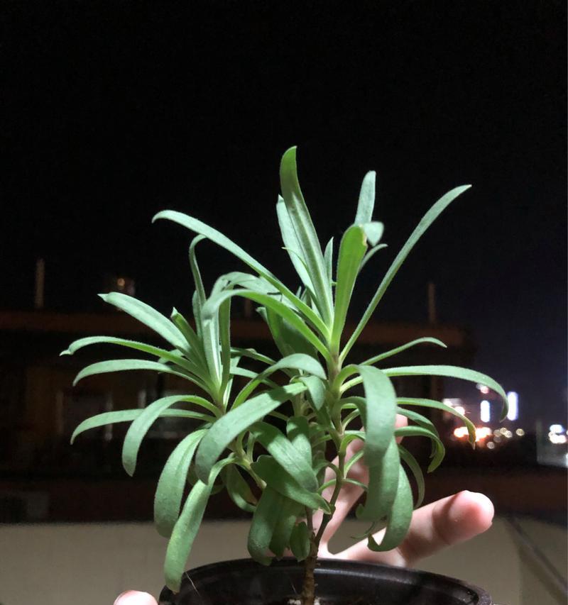 满天星种植技巧？怎样种植满天星花？
