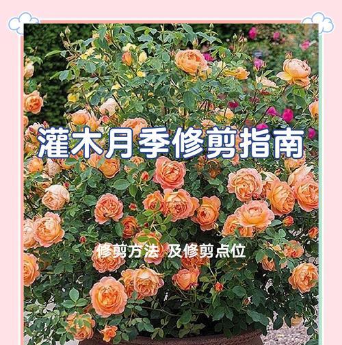 月季修剪的最佳时间和方法是什么？