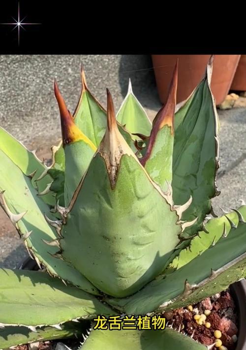龙舌兰的繁殖方式有哪些？哪种方法最适合家庭种植？