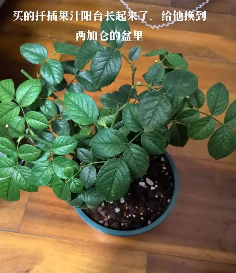 袖珍椰子多久换一次盆？换盆时应注意什么？