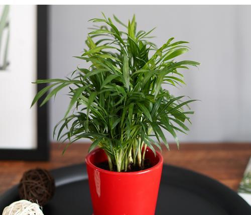 袖珍椰子多久换一次盆？换盆时应注意什么？