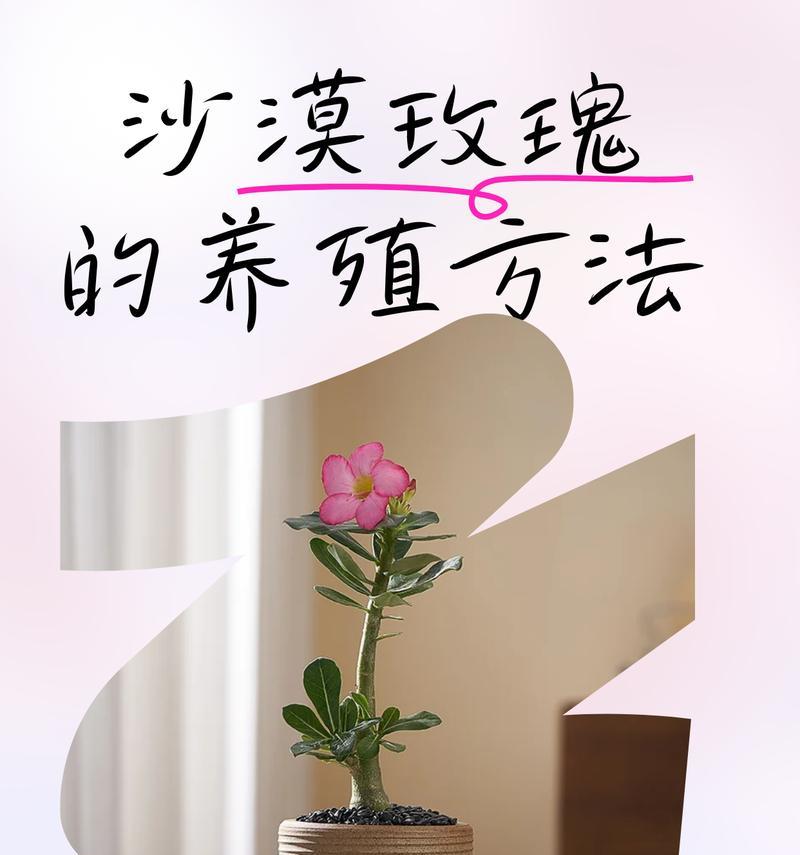 沙漠玫瑰繁殖的正确方法是什么？