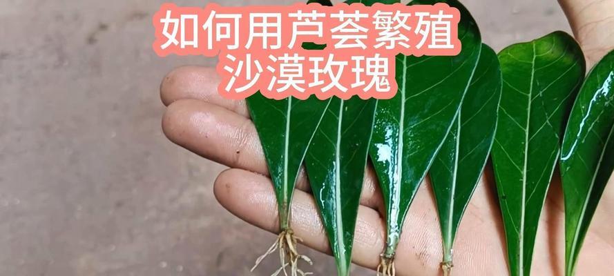 沙漠玫瑰繁殖的正确方法是什么？