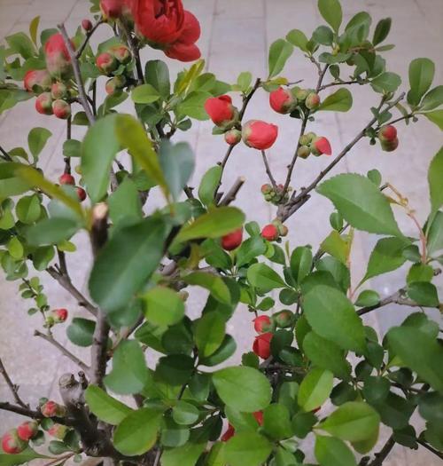 秋冬季节适合种植哪些花卉？如何进行冬季养护？