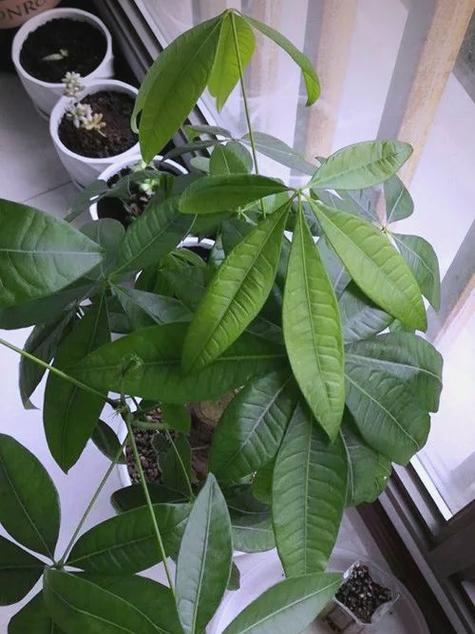 秋冬季节适合种植哪些花卉？如何进行冬季养护？