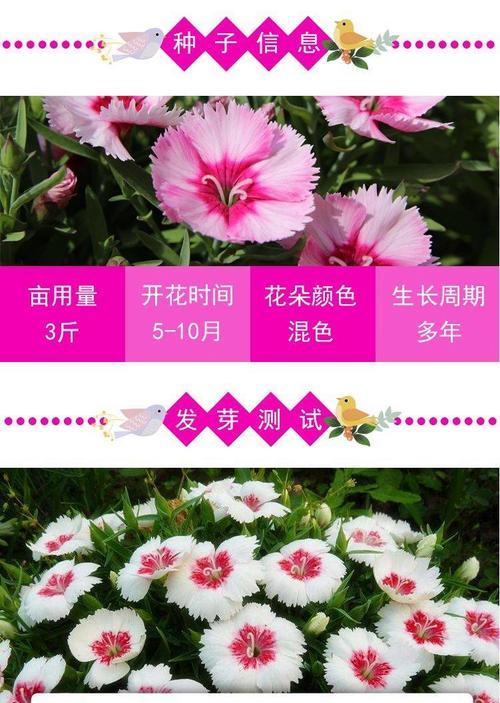 五彩石竹的最佳播种时间是什么时候？播种后如何管理？