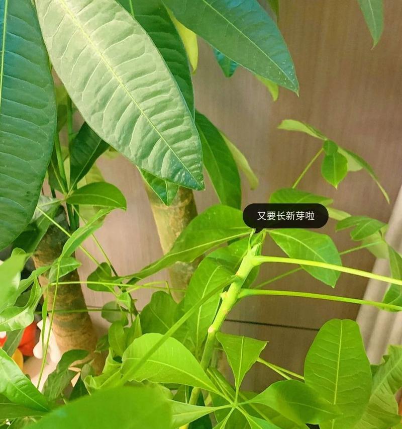 发财树重剪后不发芽怎么办？重剪后如何护理？