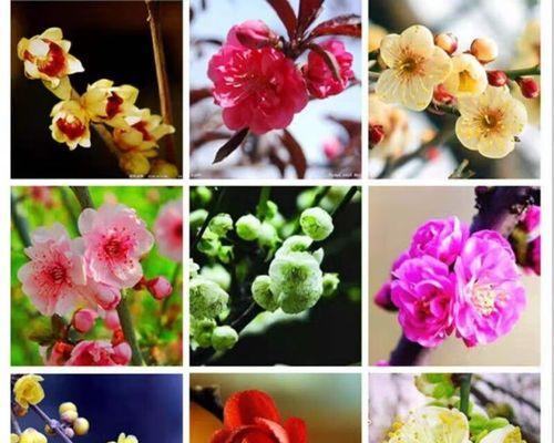 梅花的最佳观赏季节是什么时候？