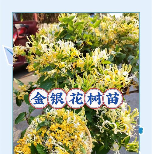 金银花的养殖方法是什么？如何提高其产量？
