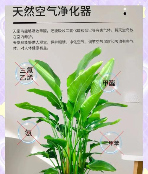 天堂鸟绿植的养殖要点是什么？天堂鸟如何修剪？