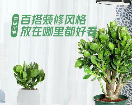 燕子掌的养殖方法是什么？燕子掌的日常护理需要注意什么？
