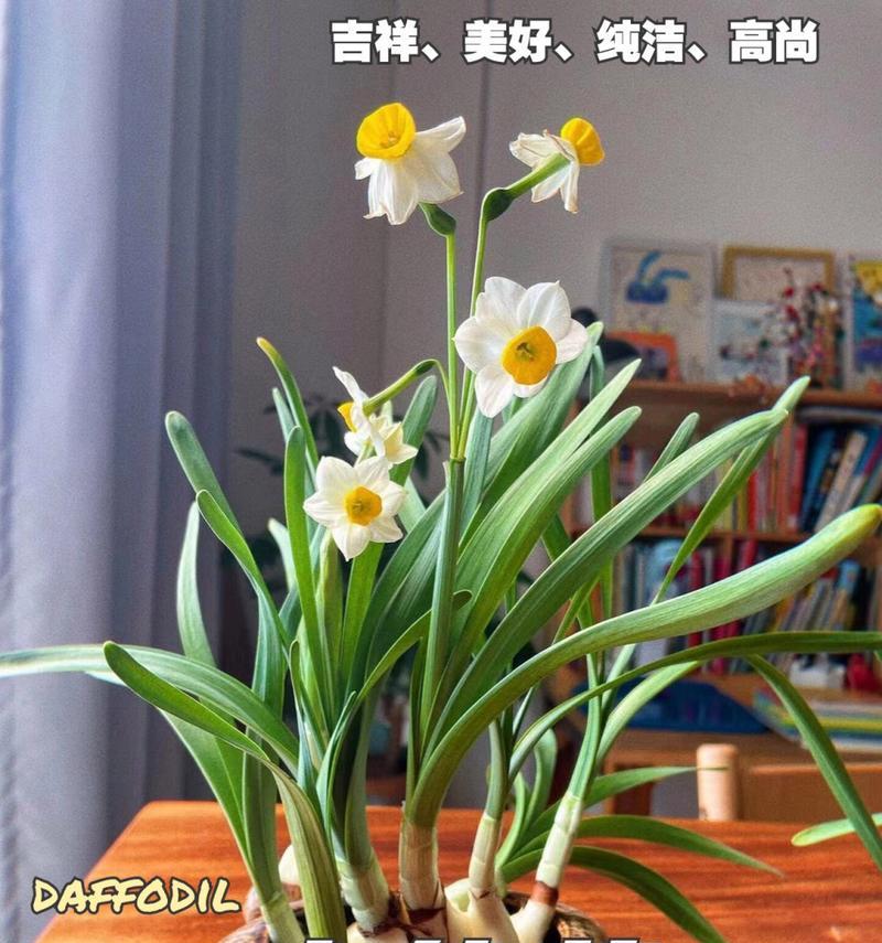 水仙花的种植方法是什么？种植水仙花需要注意什么？
