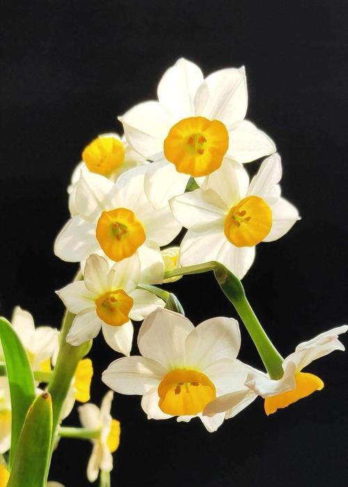 水仙花的种植方法是什么？种植水仙花需要注意什么？