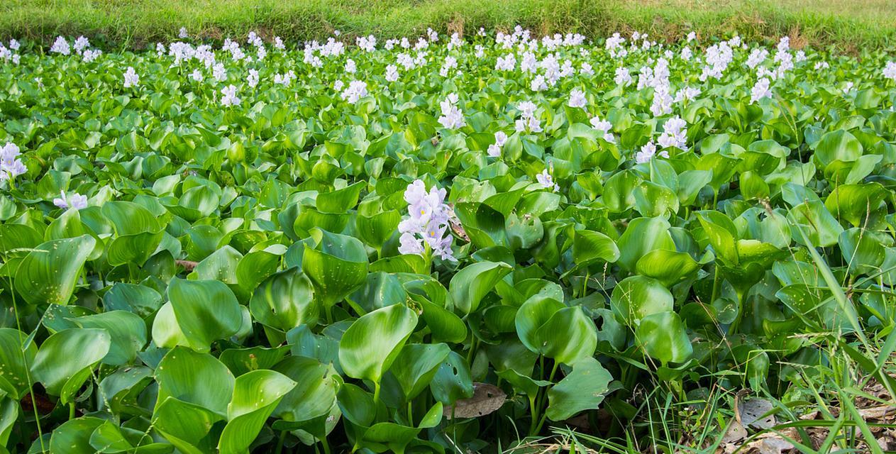 水生植物成堆生长是什么现象？