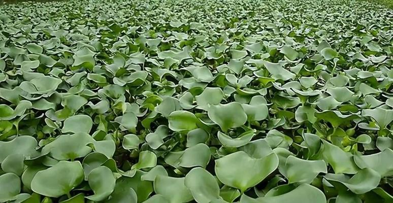 水生植物成堆生长是什么现象？