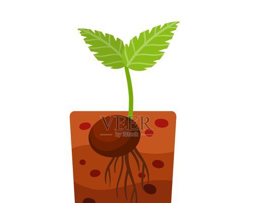 绿色植物种植不发芽的原因是什么？怎样才能促进发芽？