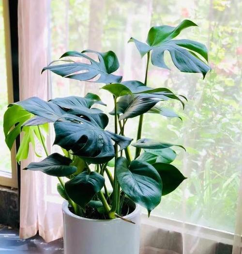 哪些室内植物能有效吸收甲醛？它们的养护要点是什么？