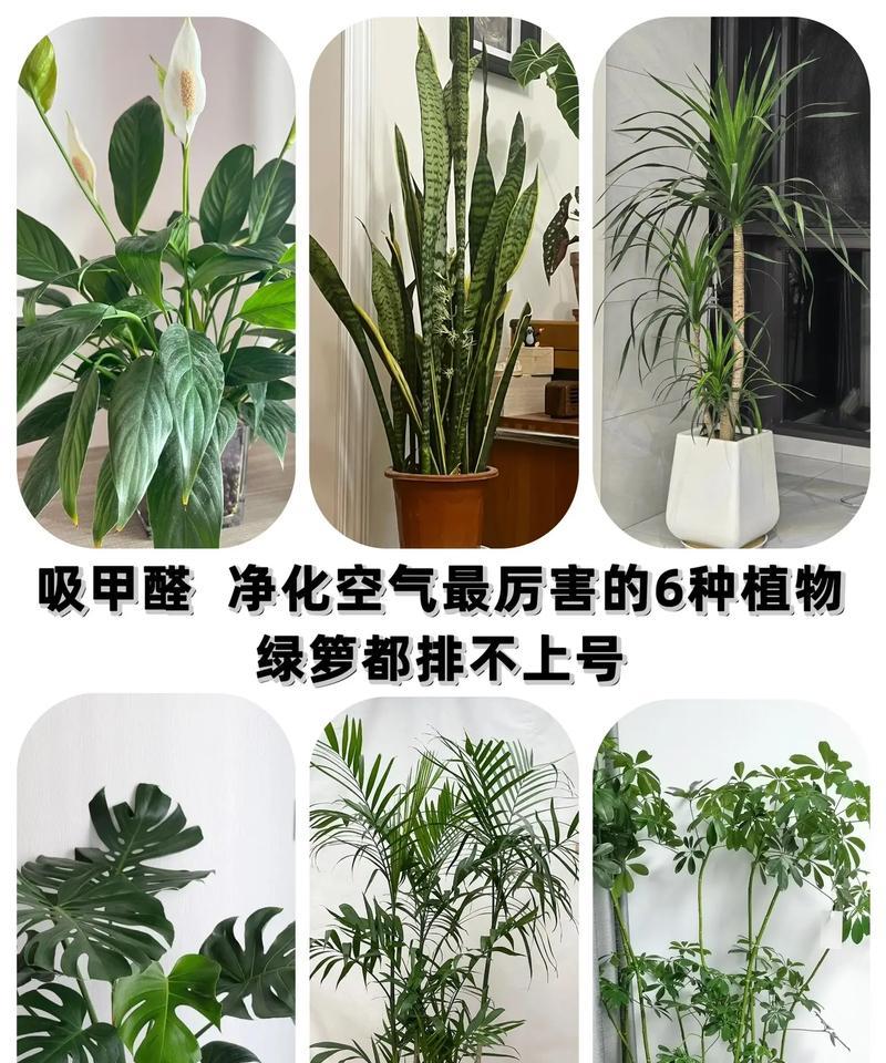哪些室内植物能有效吸收甲醛？它们的养护要点是什么？