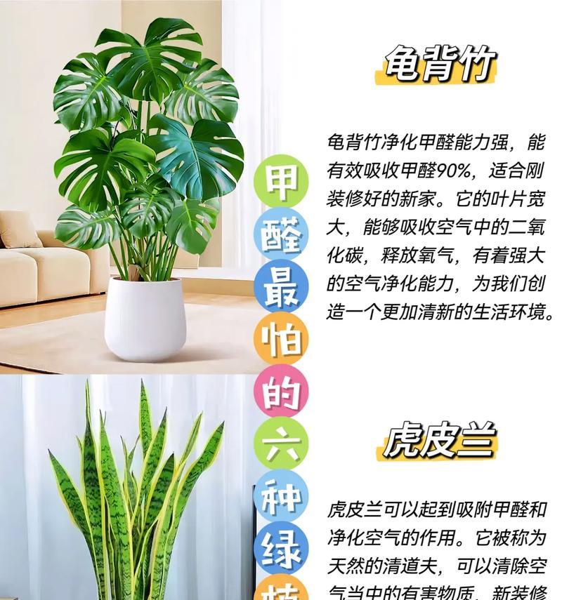 哪些室内植物能有效吸收甲醛？它们的养护要点是什么？