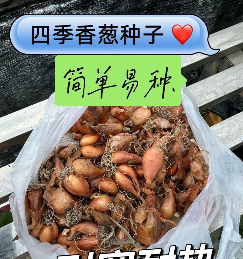 香葱的种植方法是什么？种植过程中应注意哪些问题？