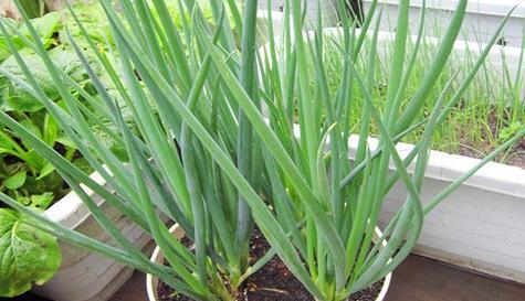 香葱的种植方法是什么？种植过程中应注意哪些问题？
