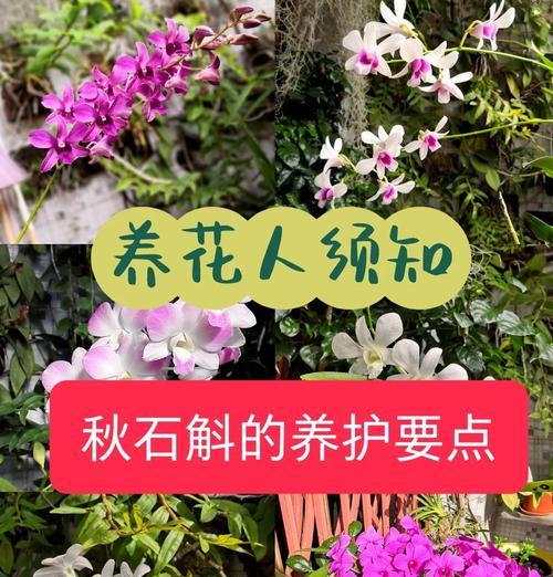 石斛的养殖技巧有哪些？叶子发黄如何解决？