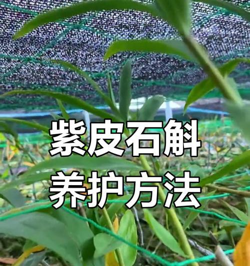 石斛的养殖技巧有哪些？叶子发黄如何解决？