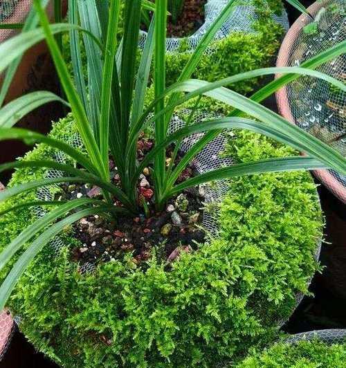 高加索苔草属于哪种兰花？