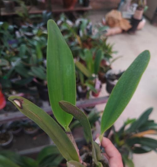 高加索苔草属于哪种兰花？