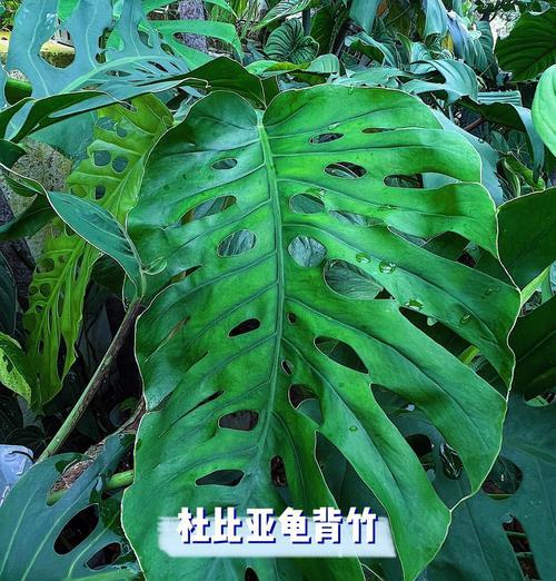 龟背竹的施肥建议是什么？哪种肥料最适合龟背竹？