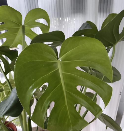 龟背竹的施肥建议是什么？哪种肥料最适合龟背竹？