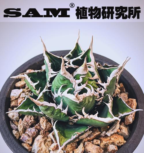 龙舌兰科植物种类有哪些？它们的养护要点是什么？