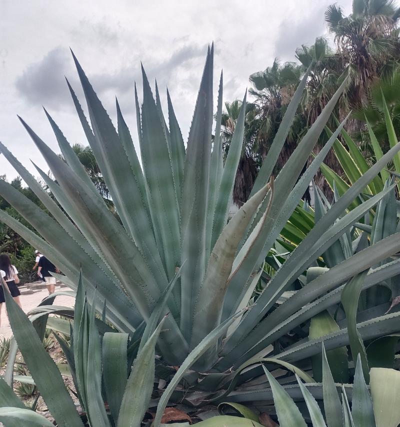 龙舌兰科植物种类有哪些？它们的养护要点是什么？