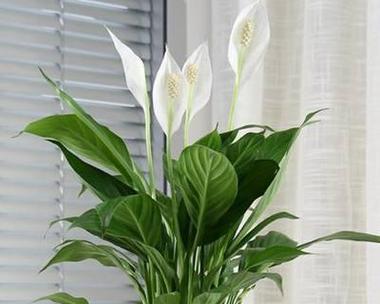 白鹤芋浇水有什么技巧？多久浇一次水合适？