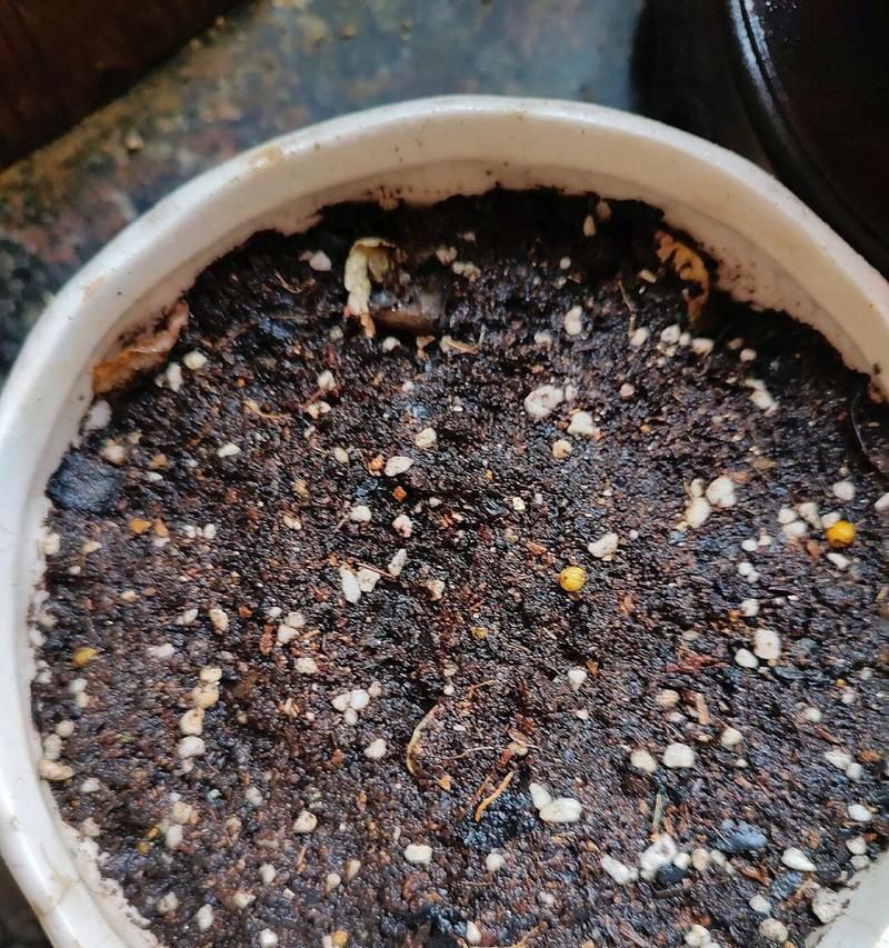 龙眼种子盆栽的制作过程和注意事项？