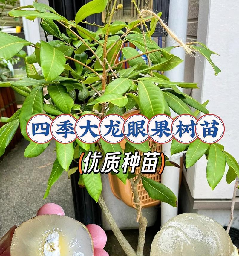 龙眼种子盆栽的制作过程和注意事项？