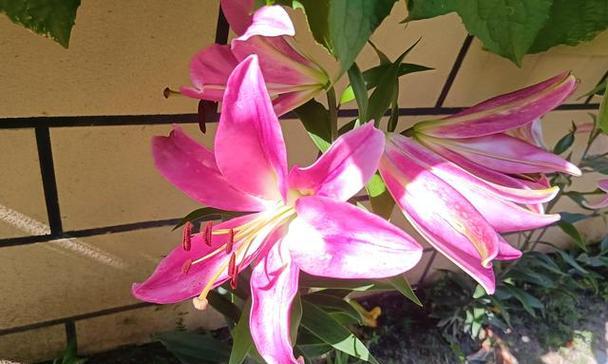百合花瓣除了观赏外还有哪些用途？它们在日常生活中如何应用？