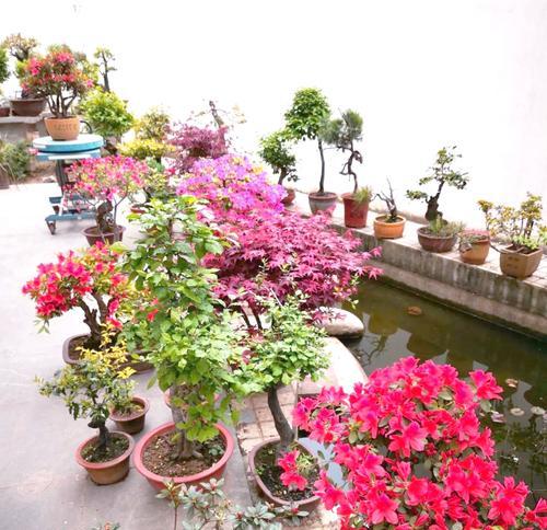 杜鹃花修剪的最佳时机是什么时候？杜鹃花修剪的正确方法是什么？