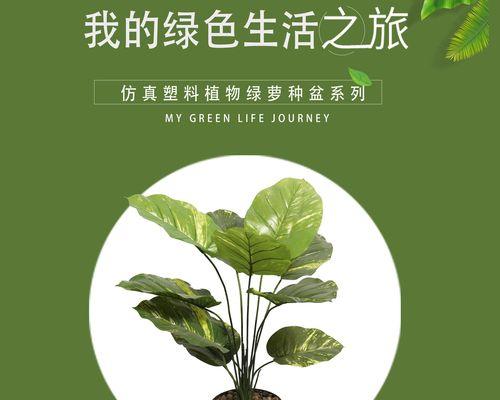 大叶万年青修剪方法是什么？